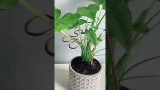 Our new Copper Splash Plant Stick is a perfect way to support your plant's leaning stems!
