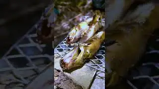 Interest in Food | Self-sufficient lifestyle by: CrazykidsTV