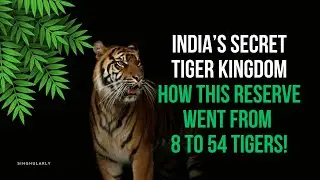 India's Secret Tiger Kingdom: How This Forest Went From 8 to 54 Tigers!