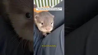 baby otter follows #lovestory #animals #wildliferescue #wildlife #rescue #cute#otter #love