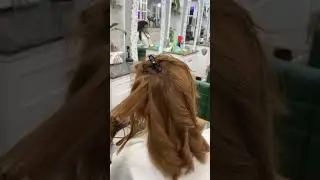 Majilift 13 Lightest Brown || Loreal 13 Hair Color 🔥🔥 #short