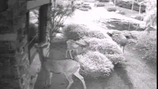 Evil Alien Deer