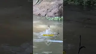 This Lizard Can Walk On Water! 🦎 #basilisk #lizard #animals
