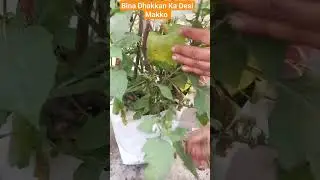 Bina Dhakkan Ka Desi Makko #viral #plants #garden #shorts #unique #makko #new