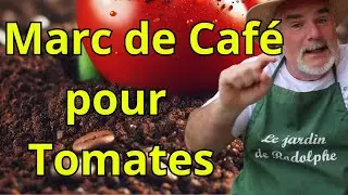 Tomates Comment Utiliser le Marc de Caf&eacute; pour Enrichir et Prot&eacute;ger vos Tomates?