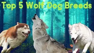 Top 5 Best Wolf Dog Breeds in the World || Wolf Dogs || Best Dog Breeds