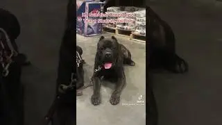 K9 Guardian Cane Corso Texas and Tank young studs in training at Lowe&rsquo;s 859-585-9163