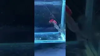 Snake skin red dragons on the way to the fish room #guppy #guppyfish #guppyfishfarming #breeding