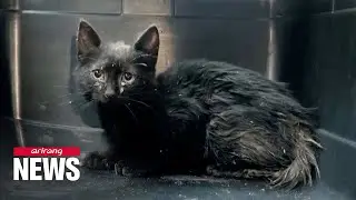 Kitten rescued after three day ordeal stuck in rain pipe