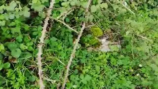 FUNGHI PRUGNOLI 2019 CON MIO NONNO GIOVANNI!!!!