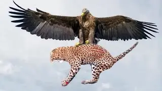 Eagle Captures Leopard Cub While Mother Leopard Climb Tree Attack Monkey - Eagle is King of The Sky