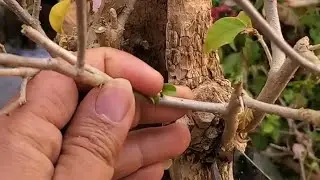 Bonsai Tree Grafting Technique | Step by Step Bonsai Grafting Tips