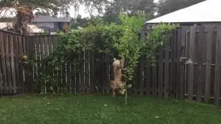 George the naughty Cavoodle