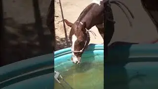 Gentle Horse Sips Water &ndash; Too Cute to Handle