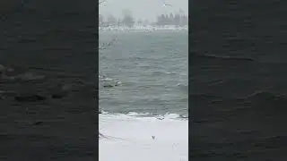 Wintry Weather in Toronto #lakeontario #view #canada #snow #nature