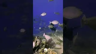 Unicornfish - Yolanda Reef Dive Site - Sharm El Sheikh - Red Sea Marine Life - Scuba Diving 🤿 Egypt