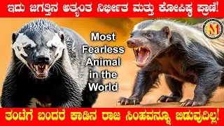 ನೋಡಲು ಸಾಧು ಪ್ರಾಣಿಯಂತೆ ಕಾಣುವ ಇದು ಅಷ್ಟೇ ಅಪಾಯಕಾರಿಯಾಗಿದೆ Honey Badger: most fearless animal in the world