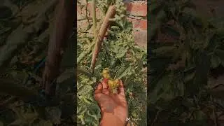 #minivlog # garden vibes # snack time # life style # real life # small creator❤✨🌿