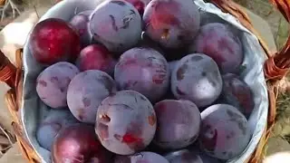 Panen Buah Plum Jumbo di Halaman Rumah #panen #buahplum #buah #organic #fruit #fyp #buahsegar #plum