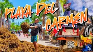 SARGAZO en Playa del Carmen 🏖️🇲🇽 15 de marzo‼️ empeora la situación 🔴