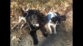 Dogs don't live long enough