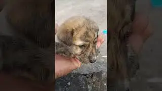 Poor Street Dog Shivering in Cold #shorts #video #helpdog #streetdog