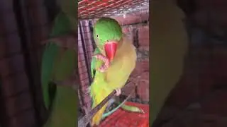 https://www.youtube.com/@Rahilaparrotlover
