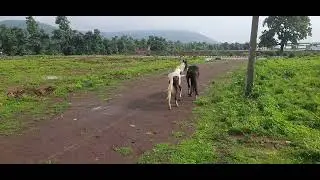 Do Ghode Ki Atkheliyan 🐎 | White & Black Horse | Shanadar Nature View 😍🔥