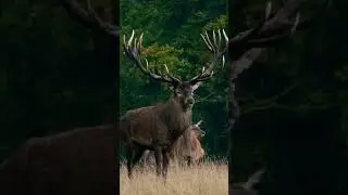 The king on a rainy day#danmarksnatur #dansknatur#naturenidanmark #udinaturen#sonynordic #deer