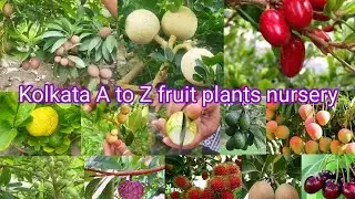 Baidya nursery Chakla | latest variety new fruit plants nursery online Kolkata North 24 Pargana
