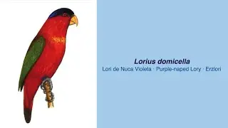 350 Parrot Species - #38 Lorius domicella