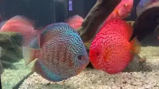 Cantiknya ikan Discus Import di Jagger Discus BSD