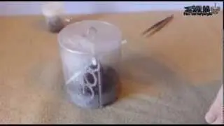Przeprowadzka: Avicularia metallica L5