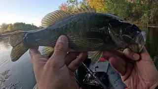 JDM BFS Gear vs. The Texas State Fish (Calcutta Conquest + Megabass + Guadalupe Bass)