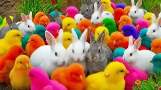 Ayam Lucu & Ayam Rainbow 😍 Hewan Gemes