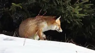 Renard roux 