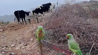 FunnyParrot#TalkingParrot#BabyBird #CuteParrot