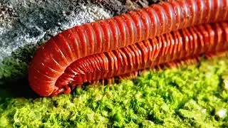 life with 400 legs: The Detailed Reproduction Cycle of the Red Millipede