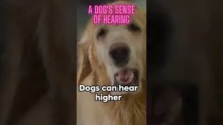 A dog's sense of hearing