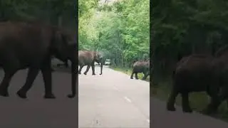 The Elephat Family🐘🐘🐘 #nature #travel
