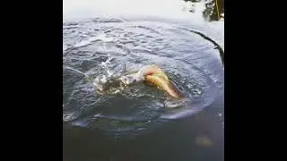 En skaplig g&auml;dda p&aring; abborrfiske