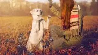 brain training for dogs book review   brain training for dogs conspiracy secrets with adrienne farri