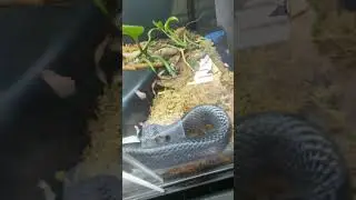 Colubrid Feeding Video #1: eastern indigo snake