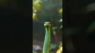 snake Animation ai #ai #snake #3danimation