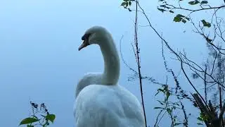 Panasonic zs20 -20X optical zoom video samples