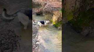 East European shepherd gone fishin #dog #shepherd