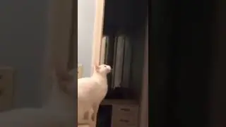 Big jump by kute kittens #shorts #incrediblecats