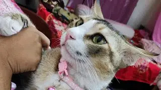 Cat liking his owner#lovepets #bonding #cat #cutecat