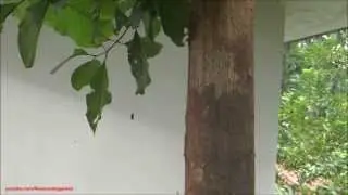 Teak tree - Tectona grandis