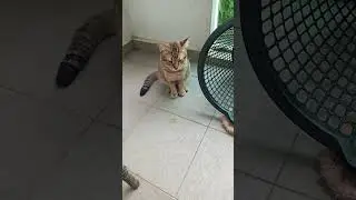 Time Machine Cats !!!! Longest Daily Cat's Story